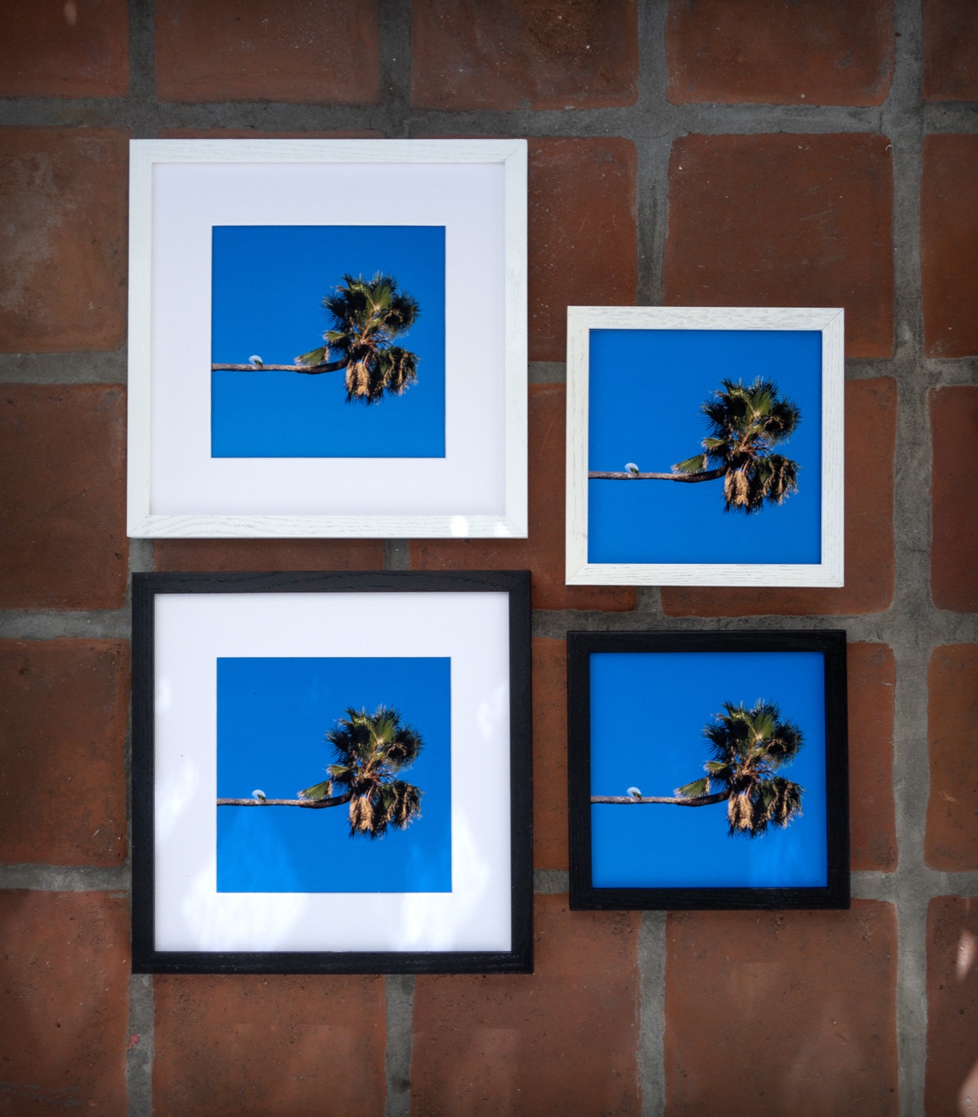 Framed print of Stef's parrot photo